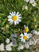 Balderbråslekta (Tripleurospermum)