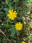 Fjelløvetenner (Taraxacum croceum)