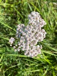 Bakkeryllik (Achillea millefolium subsp. millefolium)