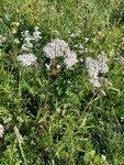 Nyseryllik (Achillea ptarmica)