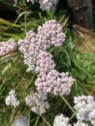 Ryllik (Achillea millefolium)