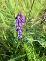 Fuglevikke (Vicia cracca)