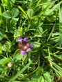 Blåkoll (Prunella vulgaris)