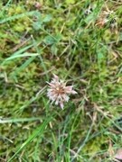 Hvitkløver (Trifolium repens)