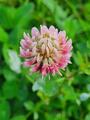 Rødkløver (Trifolium pratense)