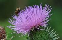 Veitistel (Cirsium vulgare)