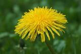 Nagleløvetann (Taraxacum unguilobum)