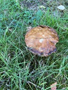 Steinsopp (Boletus edulis)