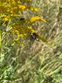 Lys jordhumle (Bombus lucorum)