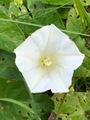 Strandvindel (Calystegia sepium)