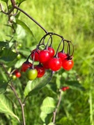 Slyngsøtvier (Solanum dulcamara)