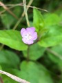 Krattmjølke (Epilobium montanum)