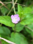 Krattmjølke (Epilobium montanum)