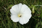 Strandvindel (Calystegia sepium)