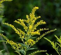 Kanadagullris (Solidago canadensis)