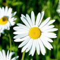 Prestekrage (Leucanthemum vulgare)