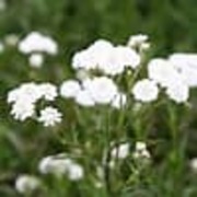 Nyseryllik (Achillea ptarmica)