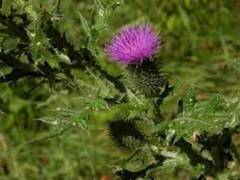 Veitistelslekta (Cirsium)