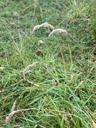 Englodnegras (Holcus lanatus)