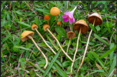 Soppriket (Fungi)