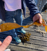 Sugar Kelp (Saccharina latissima)