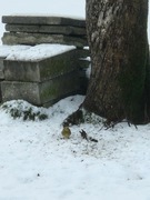 Fugler (Aves)
