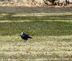 Kaie (Corvus monedula)