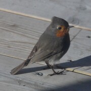 Rødstrupe (Erithacus rubecula)