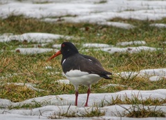 Tjeld (Haematopus ostralegus)