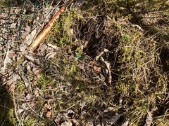 Myrkråkefot (Lycopodiella inundata)