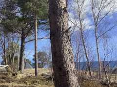 Bartrær (Pinopsida)