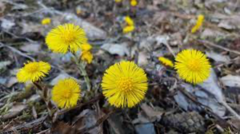 Karsporeplanter (Pteridophyta)