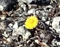 Kurvplantefamilien (Asteraceae)