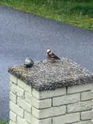 Kjernebiter (Coccothraustes coccothraustes)