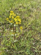 Vinterkarse (Barbarea vulgaris)