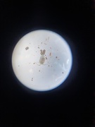 Hoppekreps (Copepoda)