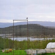 Rødstilk (Tringa totanus)