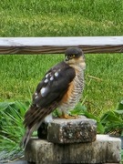 Eurasian Sparrowhawk (Accipiter nisus)