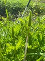 Hagelupin/sandlupin (Lupinus polyphyllus/nootkatensis)