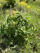 Hagelupin (Lupinus polyphyllus)