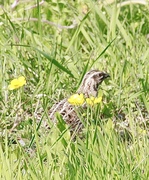Common Quail (Coturnix coturnix)