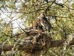 Gråtrost (Turdus pilaris)