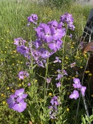 Dagfiol (Hesperis matronalis)