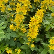 Fagerfredløs (Lysimachia punctata)