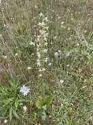 Grov nattfiol (Platanthera chlorantha)