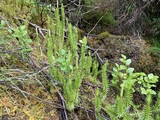 Stri kråkefot (Lycopodium annotinum)