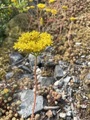 Broddbergknapp (Sedum rupestre)