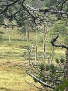 Trane (Grus grus)