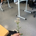 Ryllik (Achillea millefolium)
