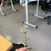 Ryllik (Achillea millefolium)